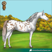 Horse Color:Bay Dun Tobiano Appaloosa 