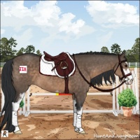 Horse Color:Brown Dun Sabino 