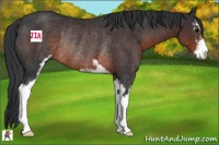Horse Color:Brown Sabino Rabicano