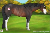 Horse Color:Brown Sabino Rabicano 