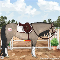 Horse Color:Brown Dun Sabino Rabicano 