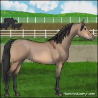 Horse Color:Bay Dun 