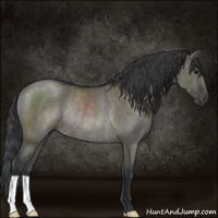 Horse Color:Grullo Rabicano 