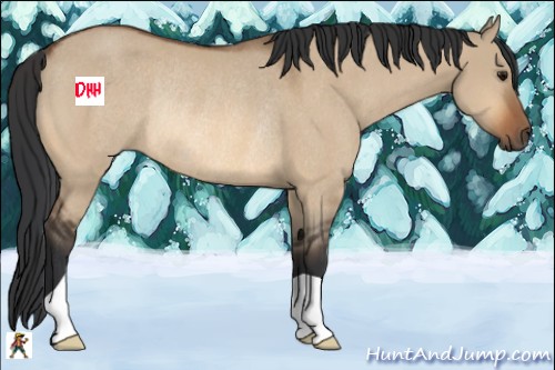 Horse Color:Bay Dun Rabicano