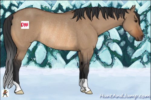 Horse Color:Bay Dun Rabicano 