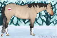 Horse Color:Bay Dun Rabicano 