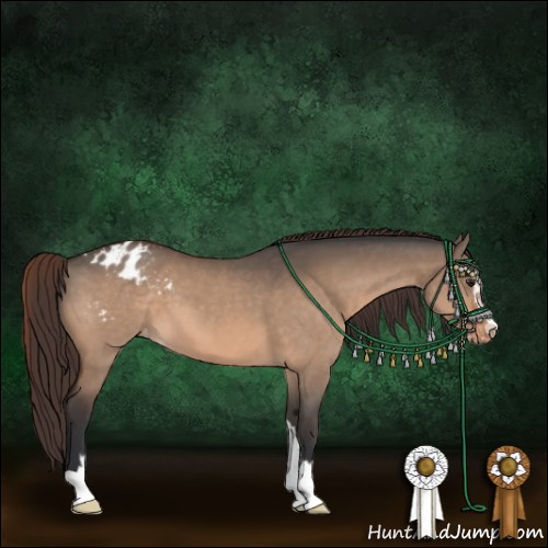 Horse Color:Brown Dun Sabino Appaloosa 