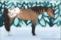 Horse Color:Brown Dun Appaloosa 