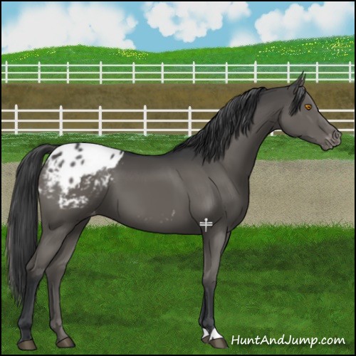 Horse Color:Grullo Appaloosa 