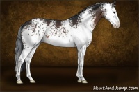 Horse Color:White Spotted Brown Splash 