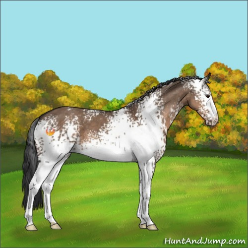 Horse Color:White Spotted Brown Dun 