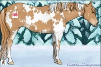 Horse Color:White Spotted Chestnut 