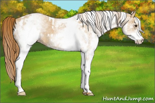 Horse Color:White Spotted Red Dun Rabicano  and White Spotted Red Dun Rabicano 