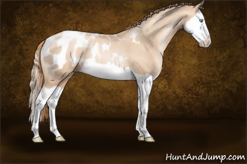 Horse Color:Gold Champagne Pearl Splash Appaloosa 