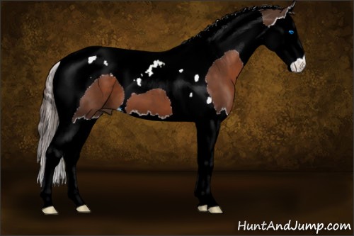 Horse Color:Liver Chestnut Splash Tobiano 