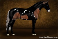 Horse Color:Liver Chestnut Splash Tobiano 