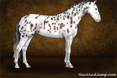 Horse Color:Brown Splash Appaloosa