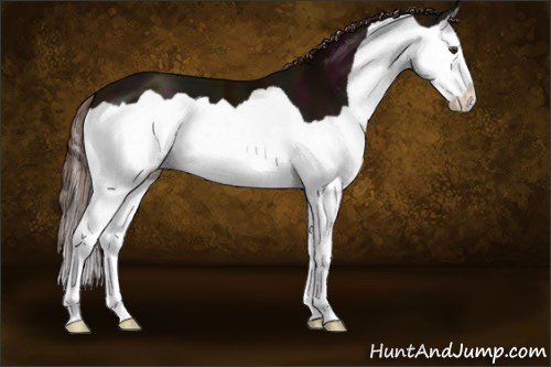 Horse Color:Midnight Liver Chestnut Splash