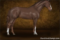 Horse Color:Liver Chestnut 