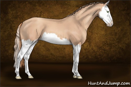 Horse Color:Gold Champagne Sabino Splash