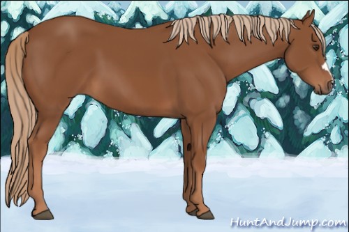 Horse Color:Chestnut 