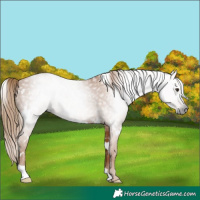 Horse Color:Gray White Spotted Chestnut 
