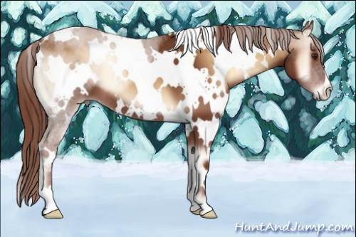 Horse Color:White Spotted Red Onyx 