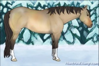 Horse Color:Buckskin Dun 