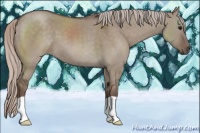 Horse Color:Silver Grullo 