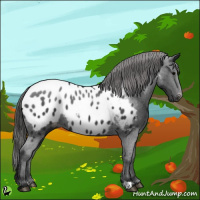 Horse Color:Black Appaloosa