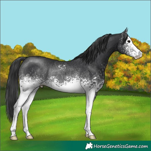 Horse Color:White Spotted Black Rabicano 