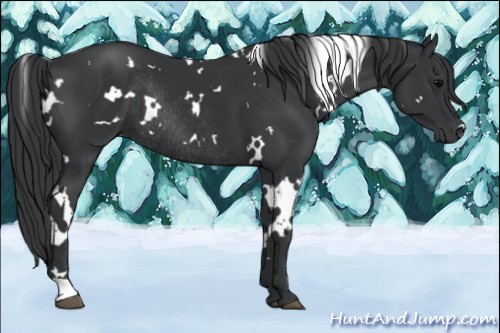 Horse Color:White Spotted Black Rabicano