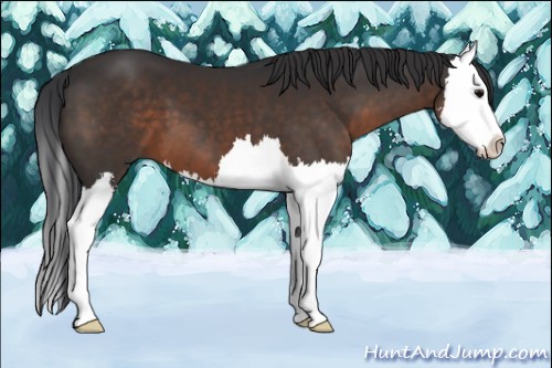 Horse Color:Brown Sabino Splash 