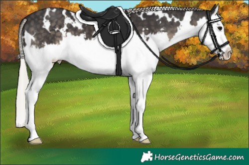 Horse Color:White Spotted Silver Smoky Black Splash 