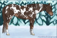 Horse Color:White Spotted Liver Chestnut 