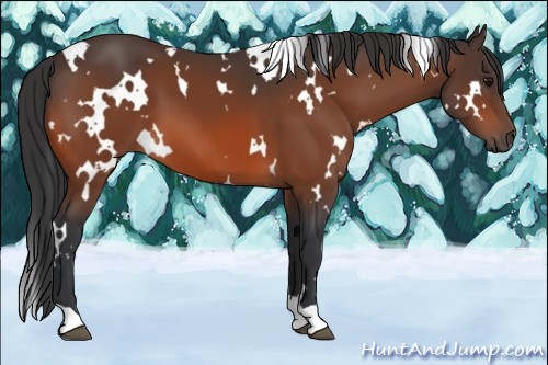 Horse Color:White Spotted Bay 