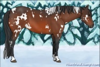 Horse Color:White Spotted Bay 