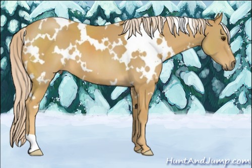 Horse Color:White Spotted Palomino 