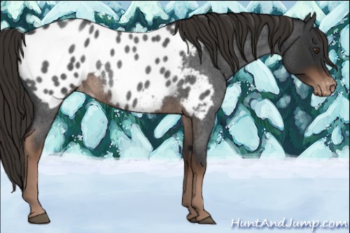 Horse Color:Liver Red Roan Appaloosa Rabicano 