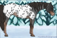Horse Color:Liver Red Roan Appaloosa Rabicano 