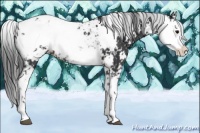 Horse Color:Brown Sabino Appaloosa 