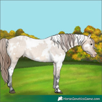 Horse Color:White Spotted Bay Dun Appaloosa Rabicano 