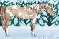 Horse Color:White Spotted Liver Chestnut Pearl Appaloosa 