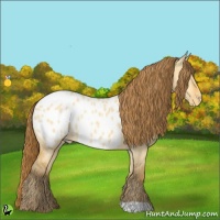 Horse Color:Amber Cream Champagne Dun Appaloosa 