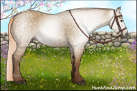 Horse Color:Gray Red Dun 