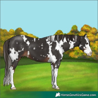 Horse Color:White Spotted Liver Chestnut Splash 