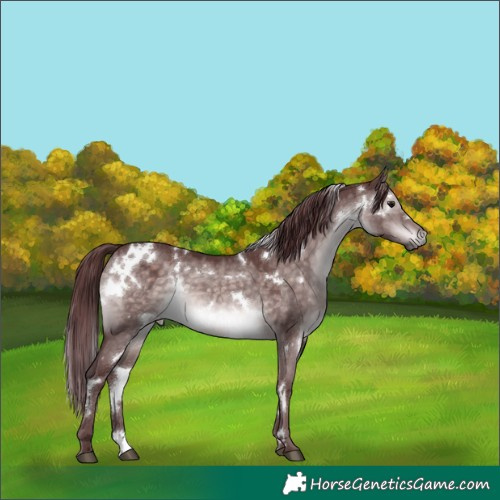 Horse Color:Platinum White Spotted Chocolate Brown Dun 