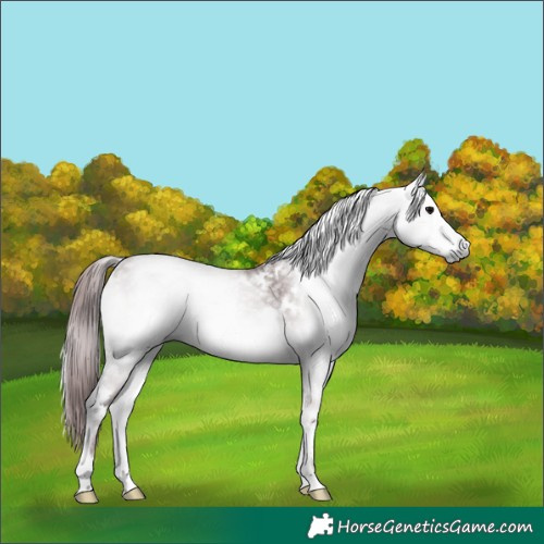 Horse Color:Gray Platinum White Spotted Chocolate Brown Onyx