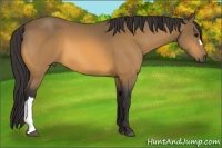 Horse Color:Buckskin 