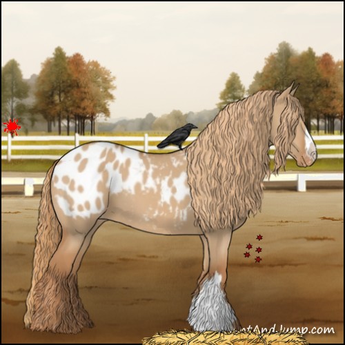 Horse Color:Red Dun Appaloosa 